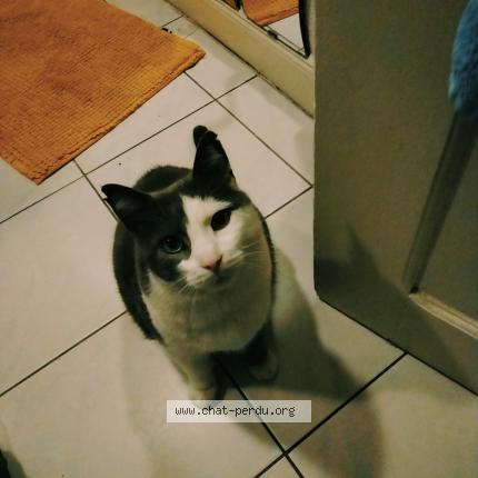 Photo 1/1 Chat retrouvé Perdu à Haguenau