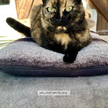Photo de chat perdu à Semussac