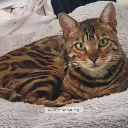 Photo 1/1 Duke Chat perdu à Prevessin