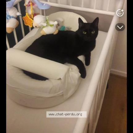 Photo 1/1 Yaya Chat perdu à Couzeix