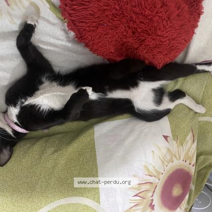 Photo de chat perdu à Marseille