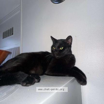 Photo 1/1 Chat retrouvé Perdu à Louviers