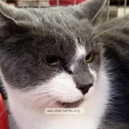 Photo 1/1 Chat retrouvé Perdu à Joue les tours