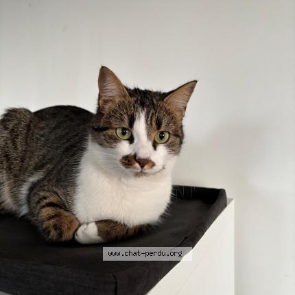 Photo de chat perdu à La Colle Sur Loup