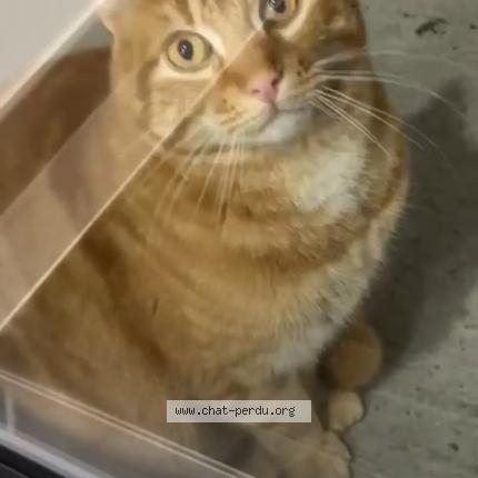 Photo de chat trouvé à Angers