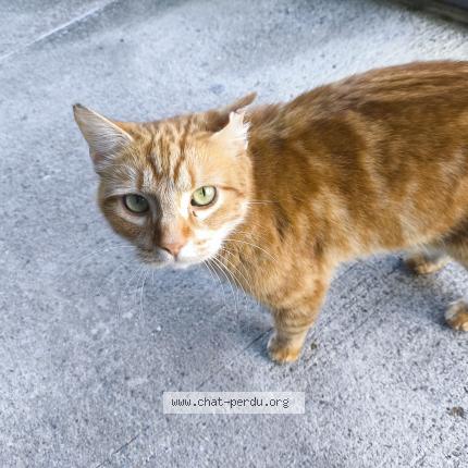 Photo de chat perdu à Toulouse