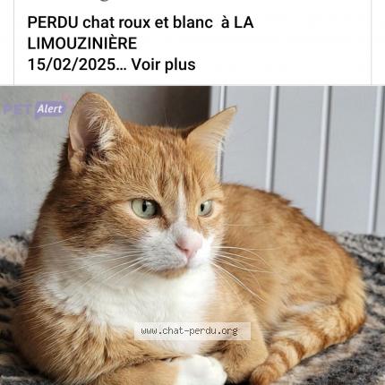 Photo 1/3 Onyx Chat perdu à La limouziniere