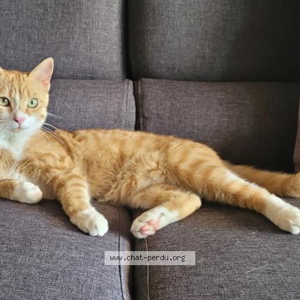 Photo 2/3 Onyx Chat perdu à La limouziniere