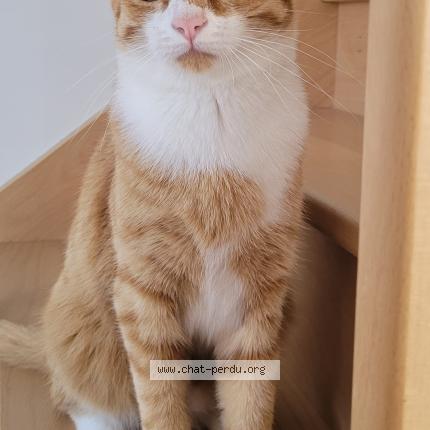 Photo 3/3 Onyx Chat perdu à La limouziniere