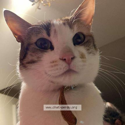 Photo 1/1 Mimi jolie Chat perdu à Montfort le gesnois