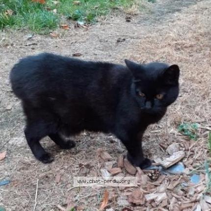 Photo de chat trouvé à Trelaze