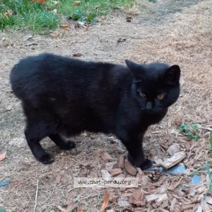 Photo 2/2 Chat retrouvé Trouvé à Trelaze