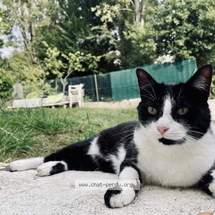 Photo 1/1 Chat retrouvé Perdu à Bordeaux