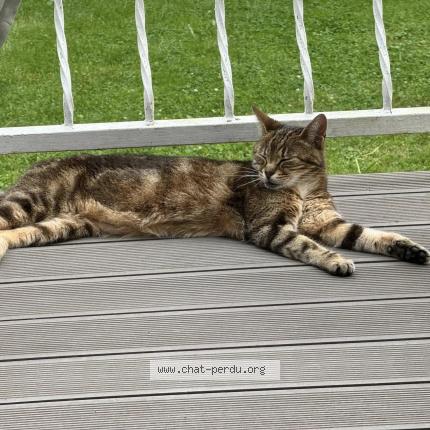 Photo 1/1 Chat retrouvé Perdu à Chalou Moulineux