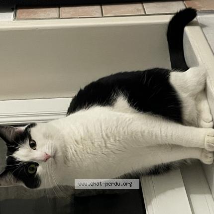 Photo de chat perdu à Saint Omer