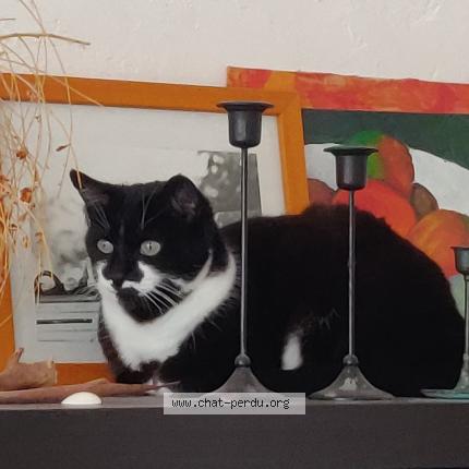 Photo de chat perdu à St Loubes