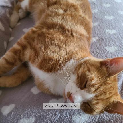 Photo de chat perdu à Colmar
