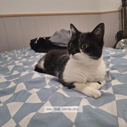 Photo de chat perdu à Montpellier