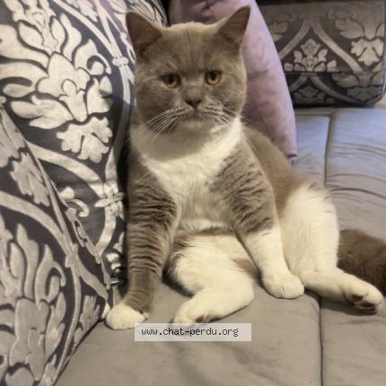 Photo de chat perdu à Ris Orangis
