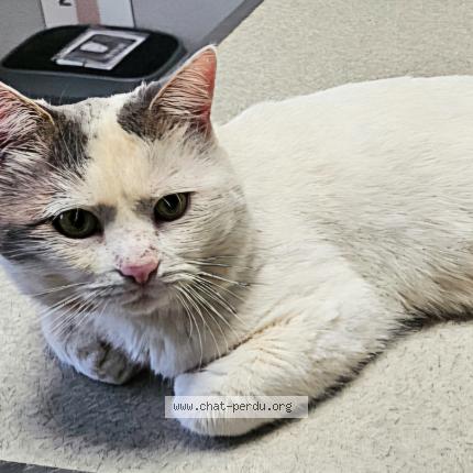 Photo de chat perdu à Compiegne