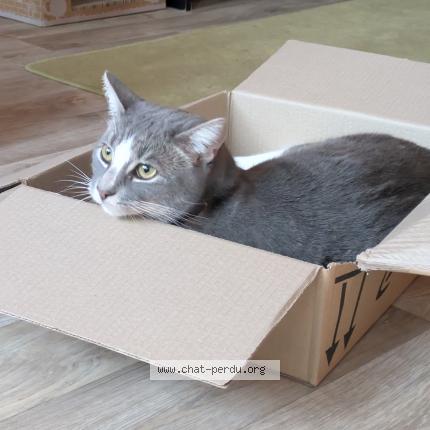 Photo de chat perdu à Quesnoy Sur Deule