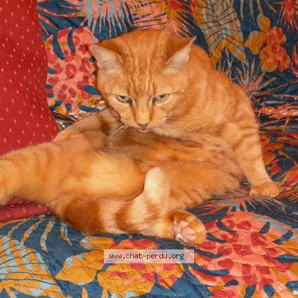Photo 1/1 Chat retrouvé Perdu à Evreux