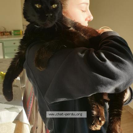 Photo 1/1 Ulysse Chat perdu à Montfaucon en velay