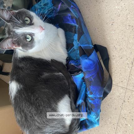Photo de chat perdu à Gap