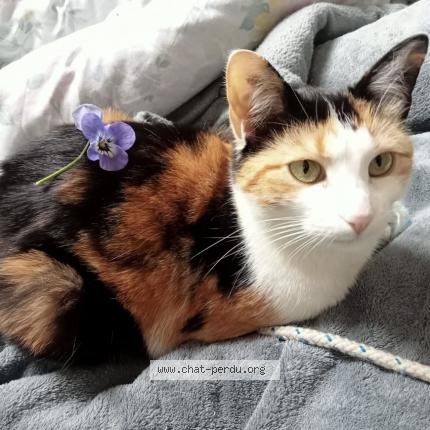 Photo de chat perdu à Nantes