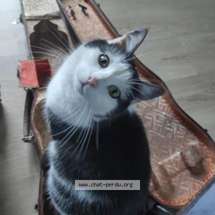 Photo de chat perdu à Concores
