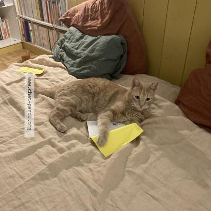 Photo de chat trouvé à Marseille