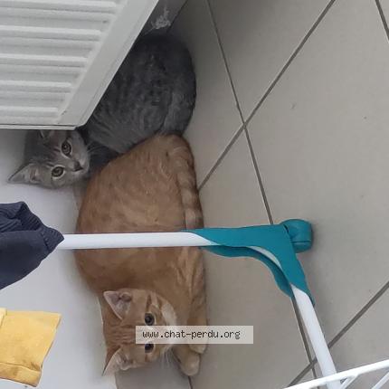 Photo 1/1 Chat retrouvé Perdu à Lanrivain