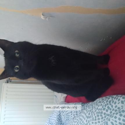 Photo 1/1 Chat retrouvé Perdu à Lognes