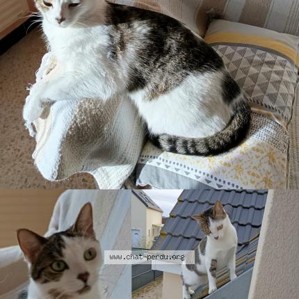 Photo 1/1 Nala Chat perdu à Saulnieres