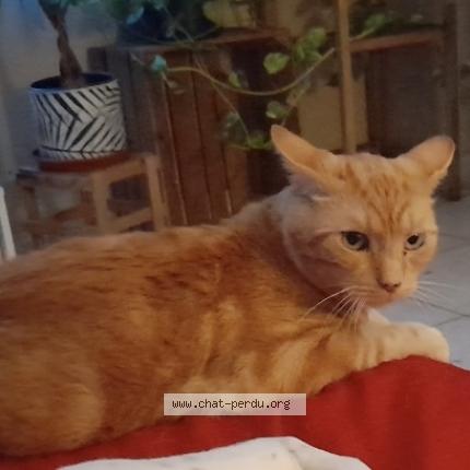 Photo 1/1 Chat retrouvé Perdu à Salaise sur sanne