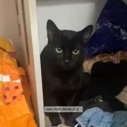 Photo de chat perdu à Marseille