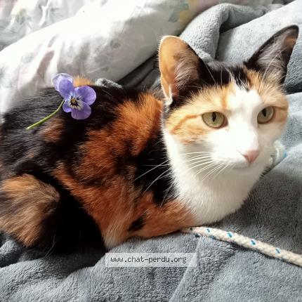 Photo de chat perdu à Nantes