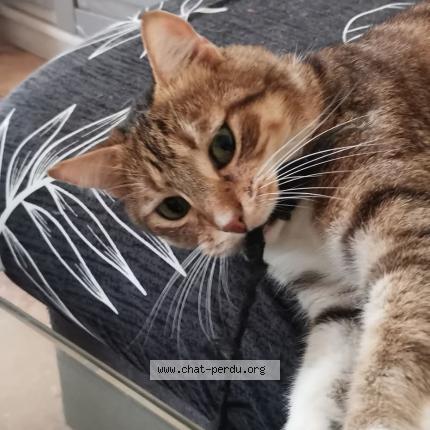 Photo de chat perdu à Bollene