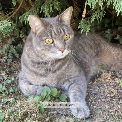 Photo 1/1 Chat retrouvé Perdu à Meyzieu