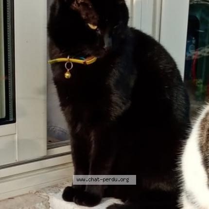 Photo 1/1 Reglisse Chat perdu à Prayssac