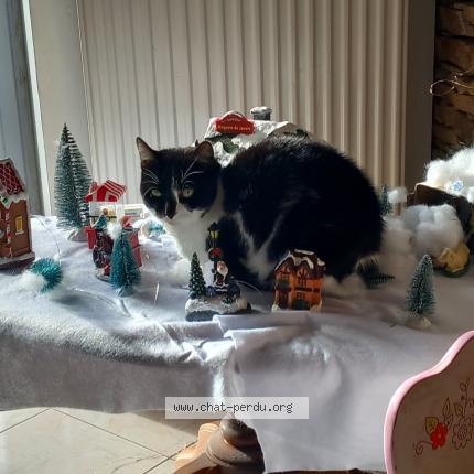 Photo 1/1 Chat retrouvé Perdu à Saint Mars La Jaille