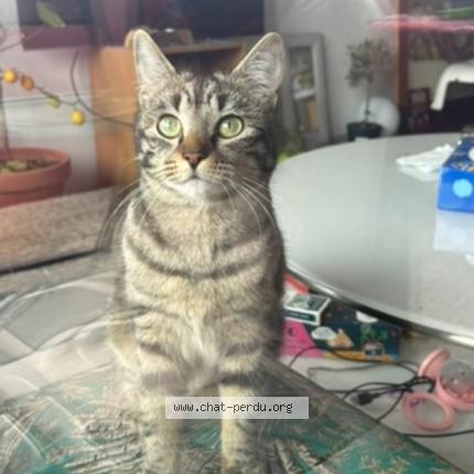Photo de chat perdu à Toulouse