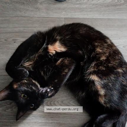Photo de chat perdu à Chatellerault