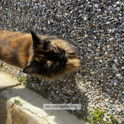 Photo 1/1 Romy Chat perdu à Port de bouc
