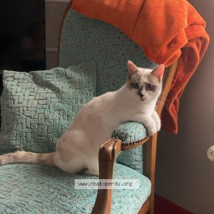 Photo 1/1 Chat retrouvé Perdu à Joue Les Tours