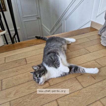 Photo 1/1 Chat retrouvé Perdu à Paris