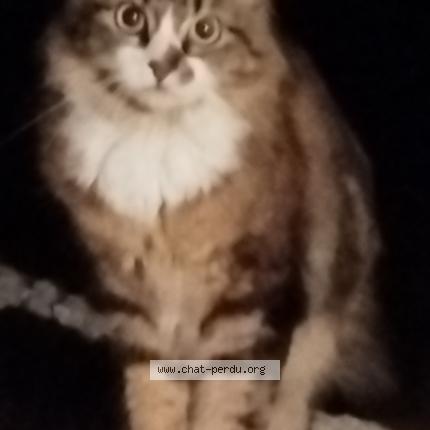 Photo 1/1 Chat retrouvé Trouvé à Tours