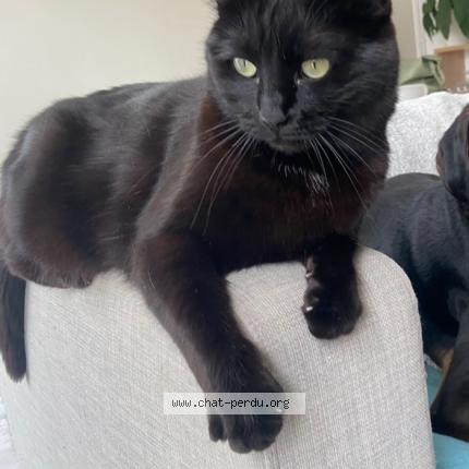 Photo de chat perdu à Le Soler