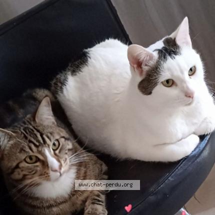 Photo 1/1 Chat retrouvé Perdu à Draguignan