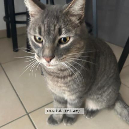 Photo 1/5 TIGROU Chat perdu à Cavalaire